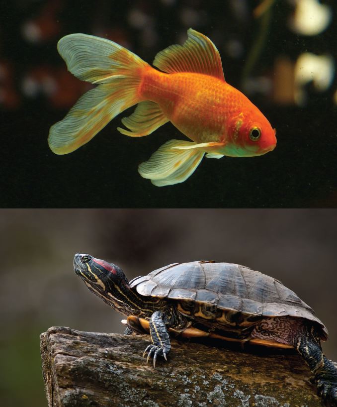 Goldfish And Turtle