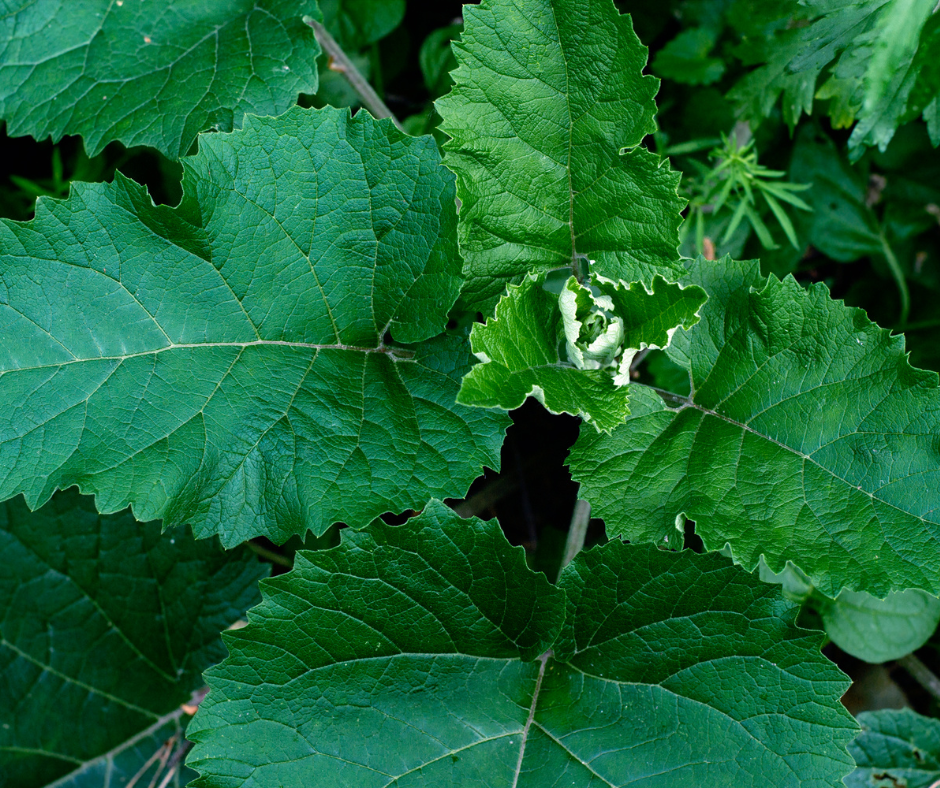 Burdock Leaves